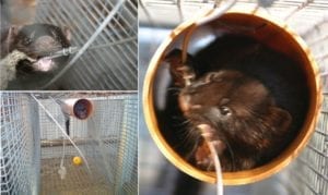 Fig. 13.3E. Mink provided with enrichment materials, in particular tubes to hide in, perform less stereotypic behaviour than mink kept in cages of double size without enrichment. (Courtesy of Steffen W. Hansen, Aarhus University.)